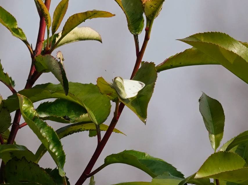 菜粉蝶