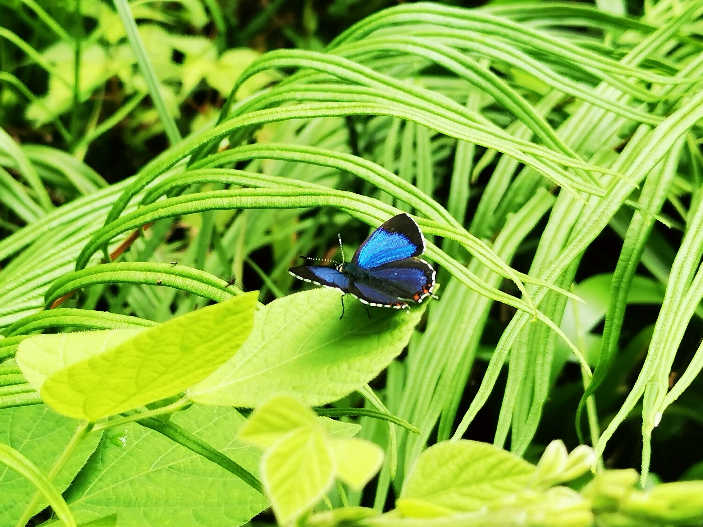 莎菲彩灰蝶