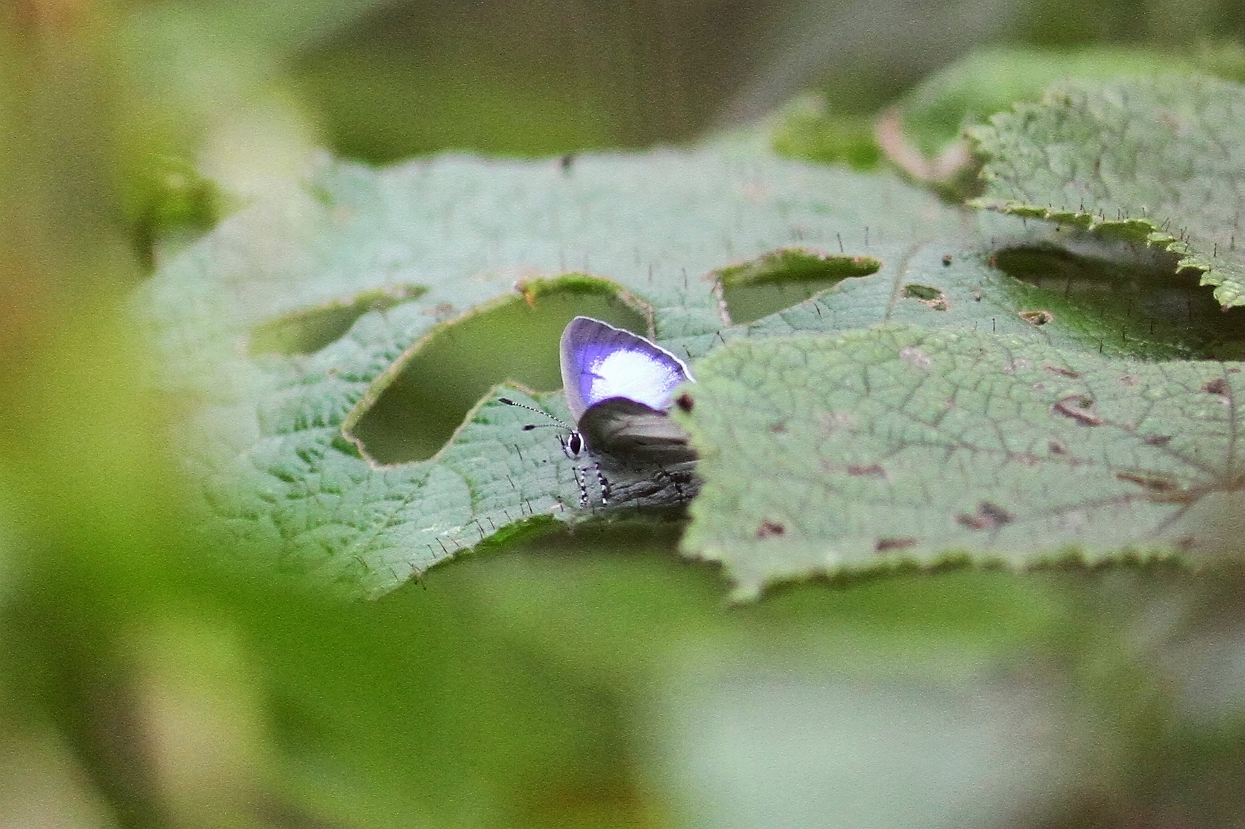 吉蒲灰蝶