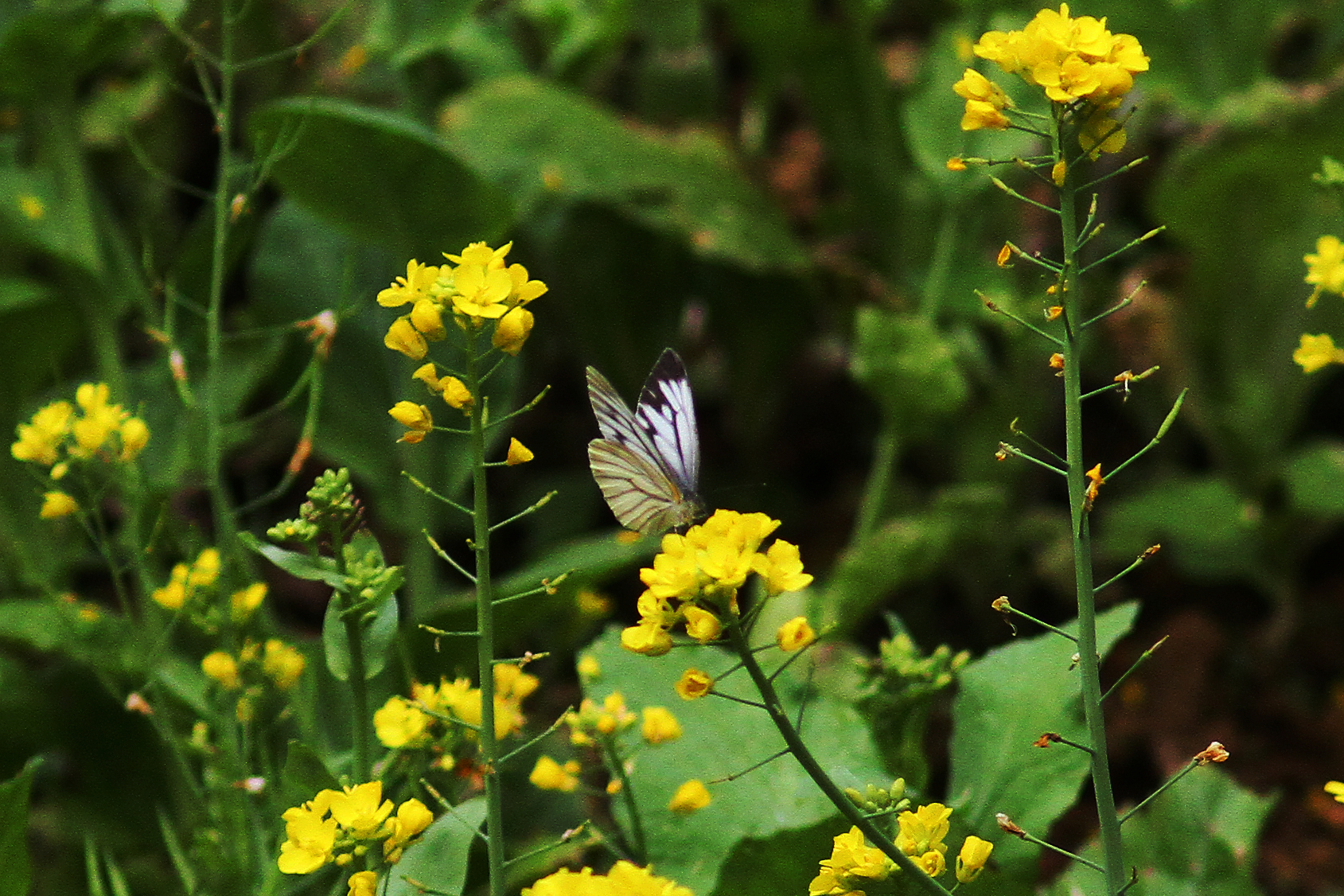 华西黑纹粉蝶