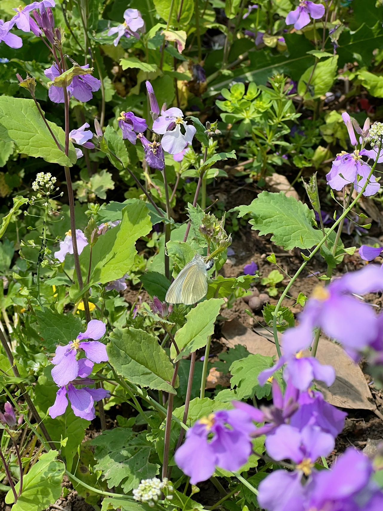 菜粉蝶