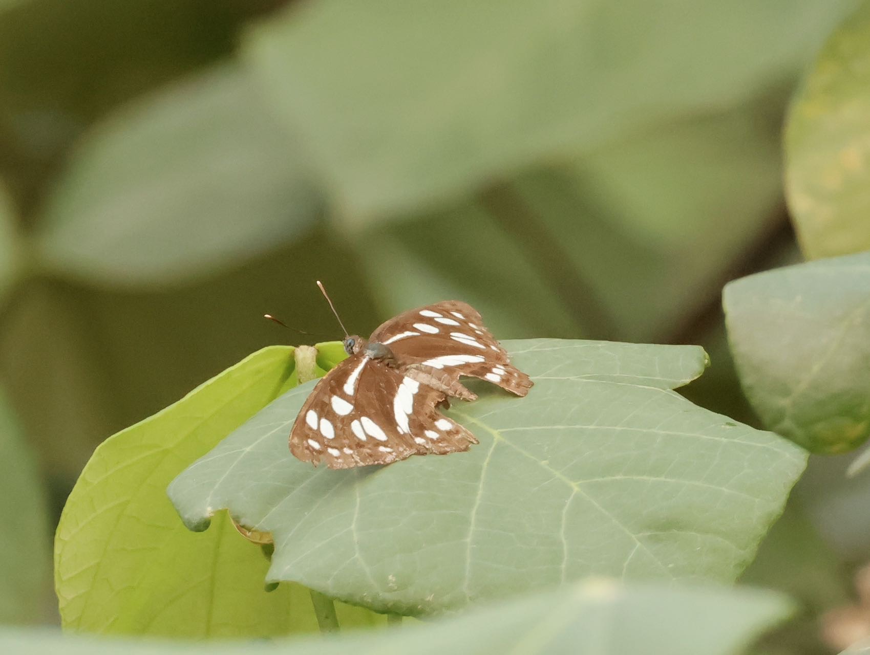 柱菲蛱蝶