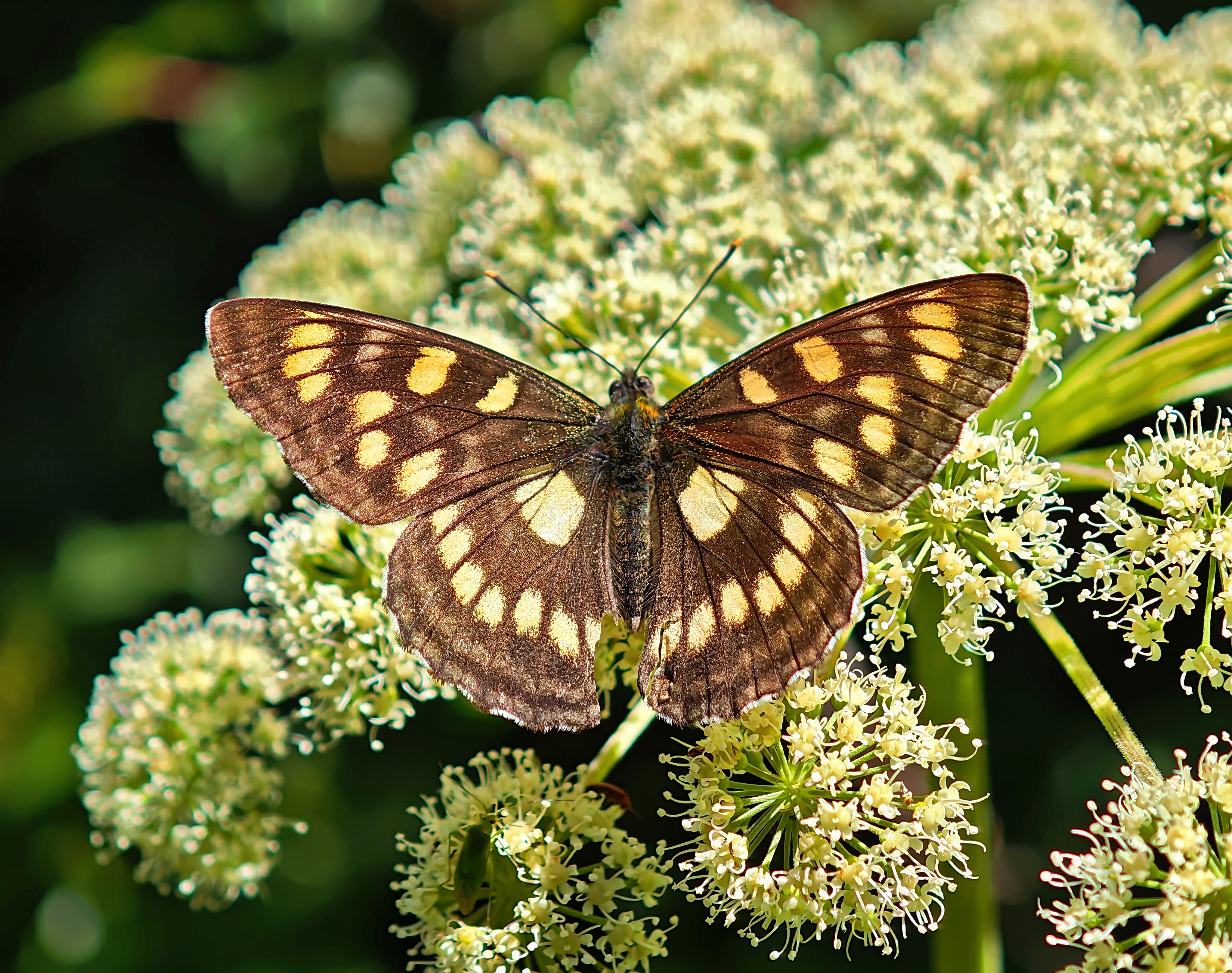 黄葩线蛱蝶的公开观测照片