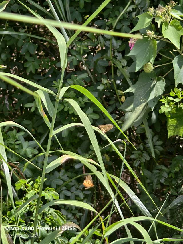 苎麻珍蝶