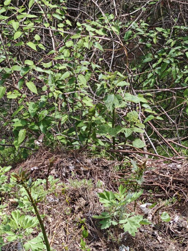 柑橘凤蝶