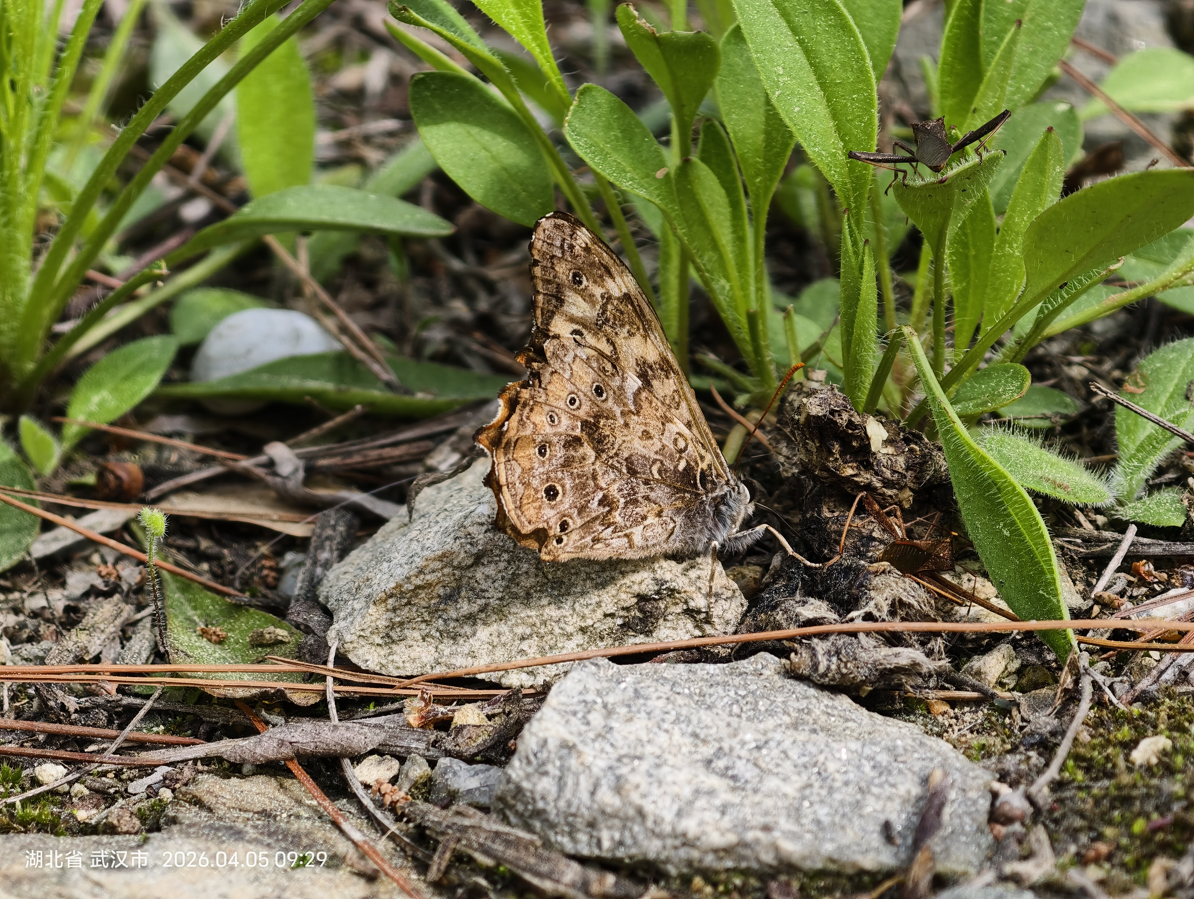 布莱荫眼蝶