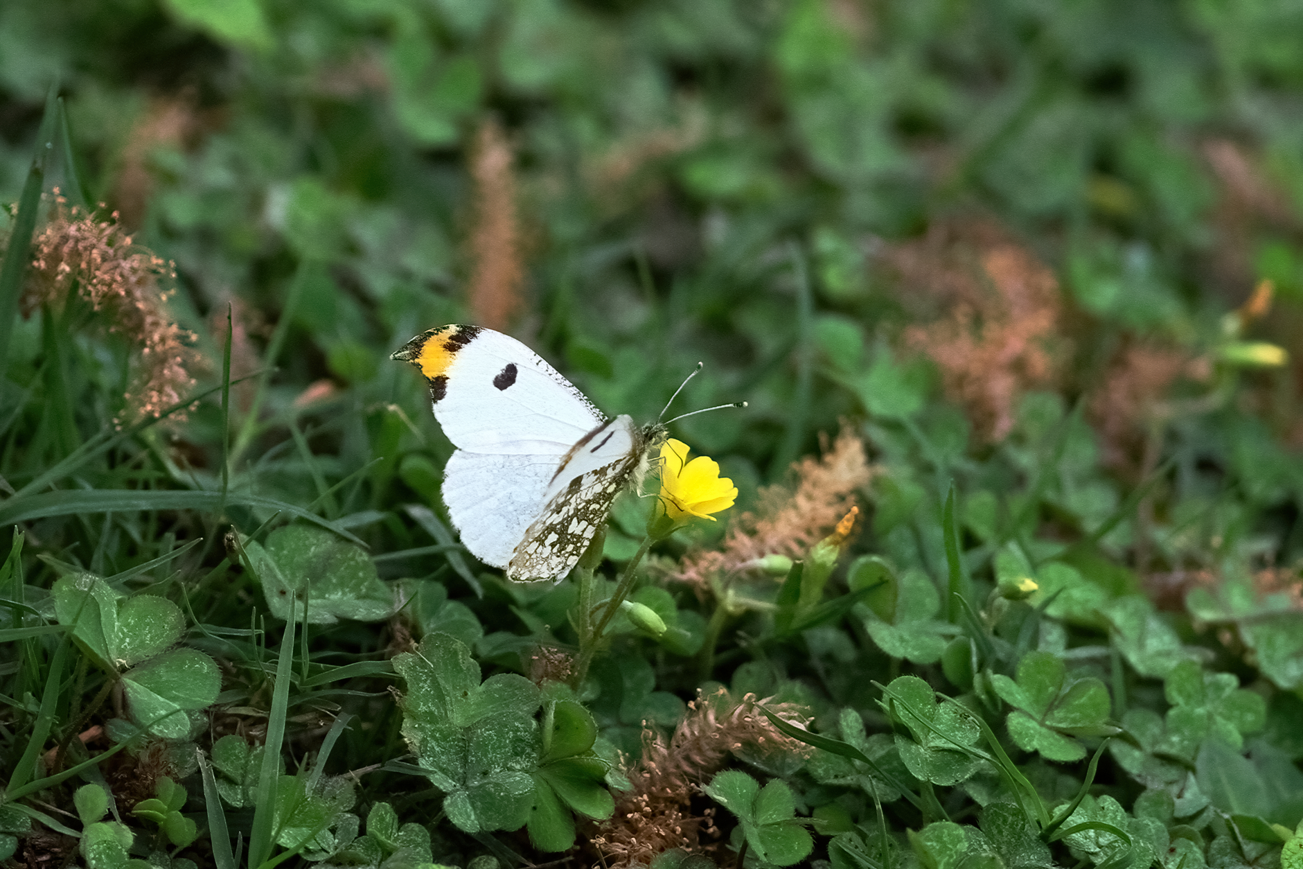 黄尖襟粉蝶