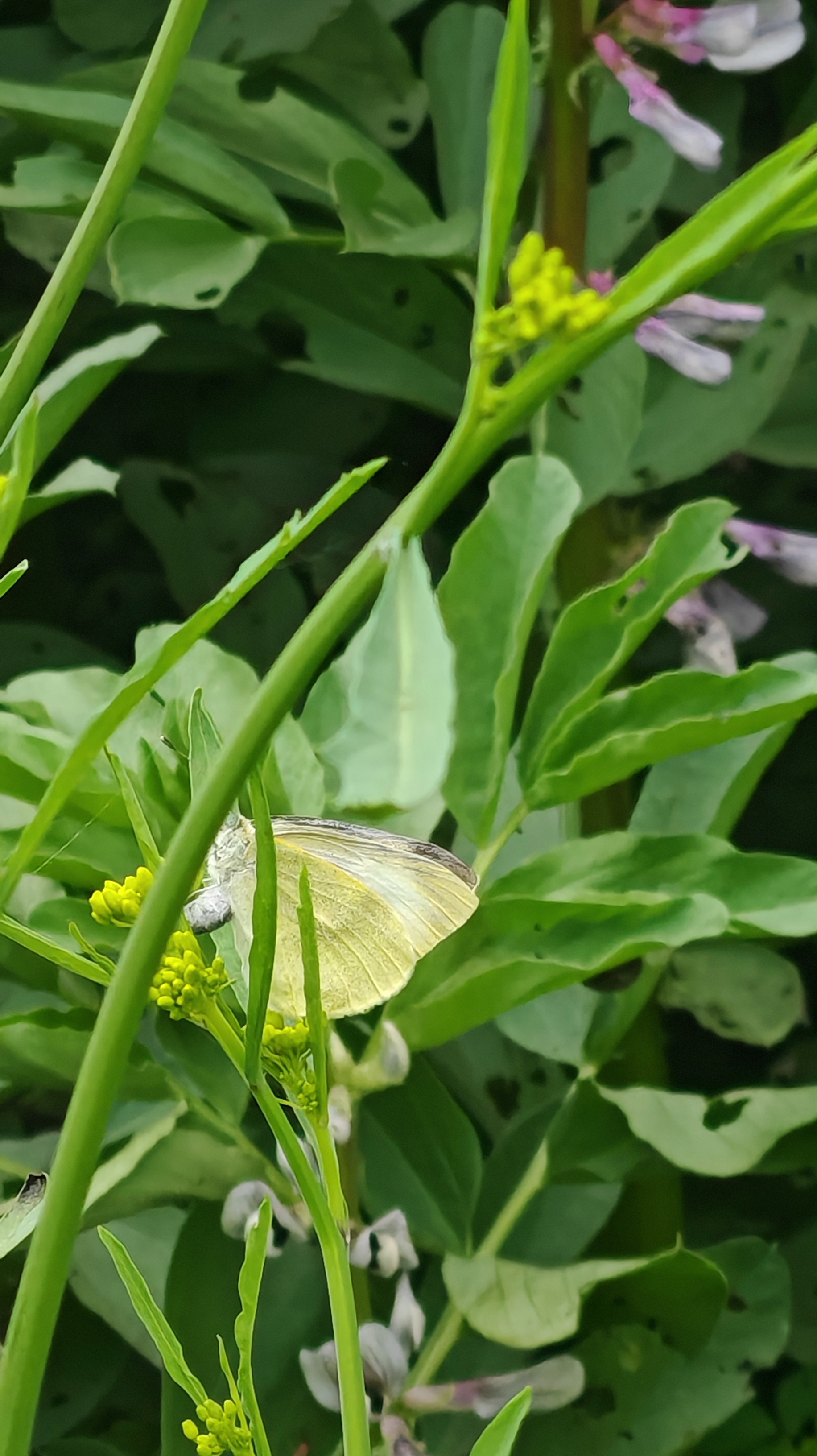 菜粉蝶