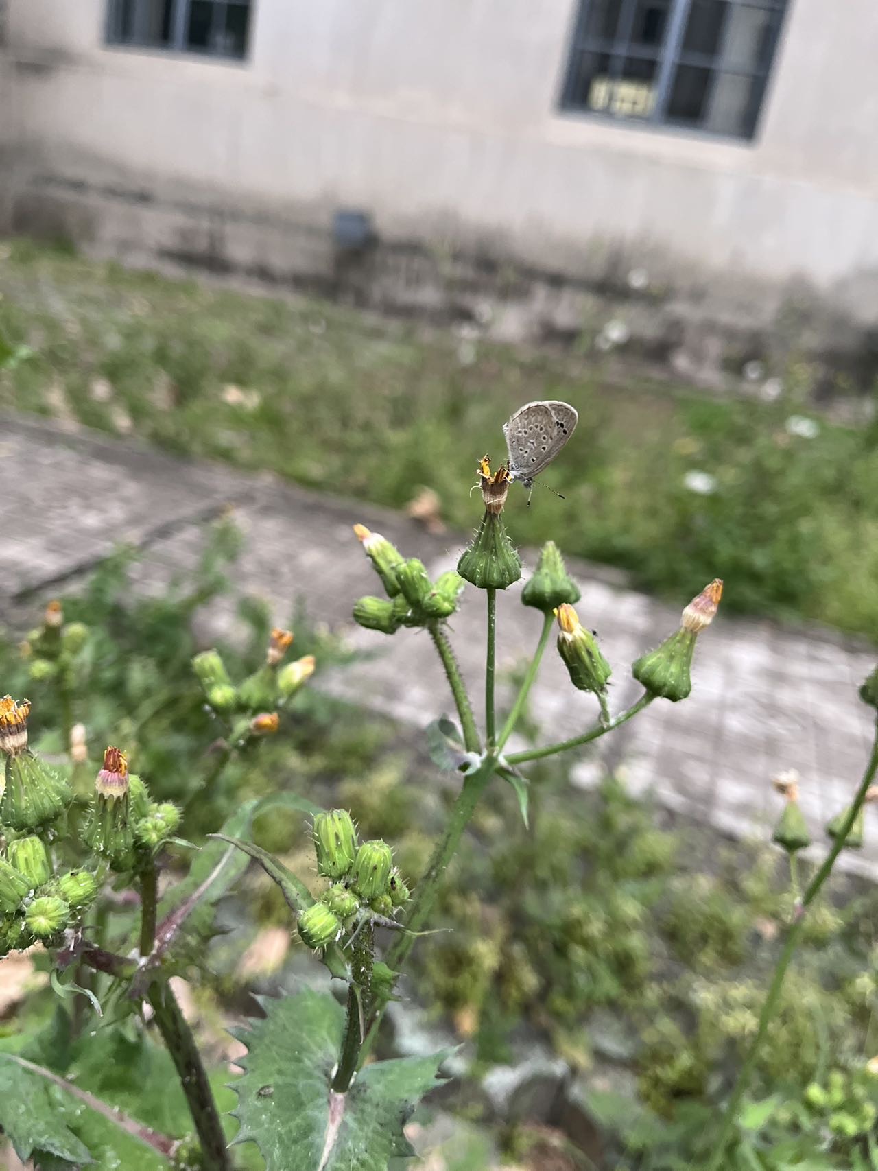 酢浆灰蝶