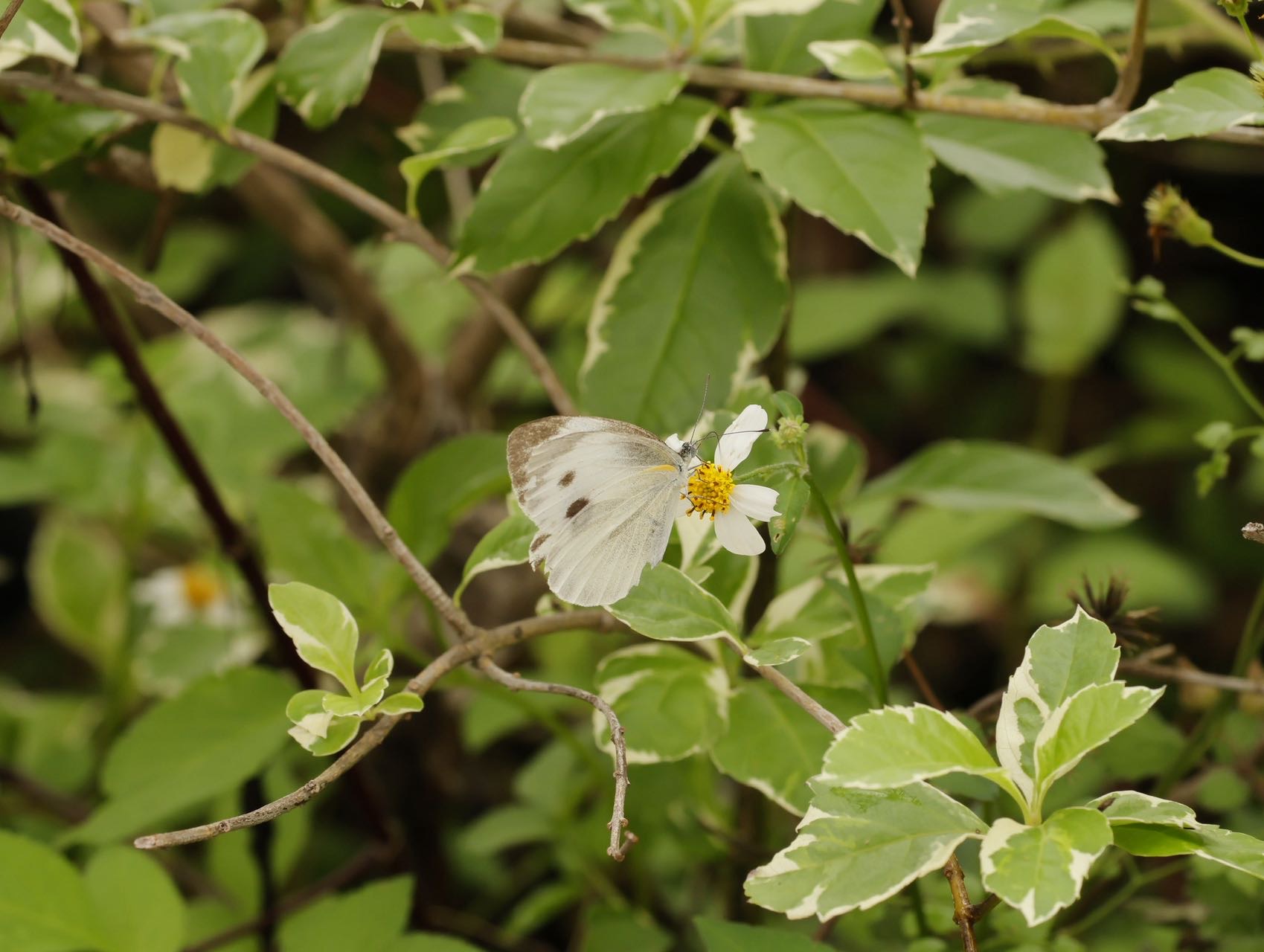 东方菜粉蝶