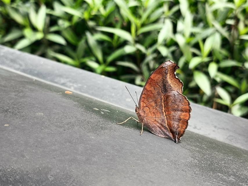 钩翅眼蛱蝶