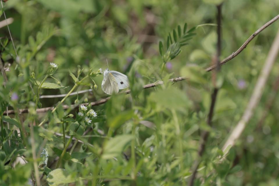 东方菜粉蝶