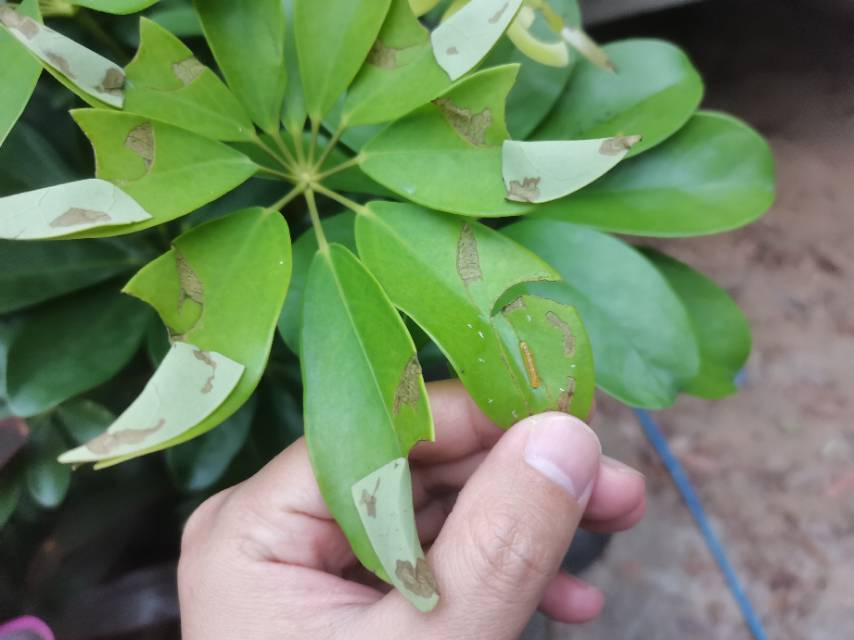 白暮弄蝶的公开观测照片