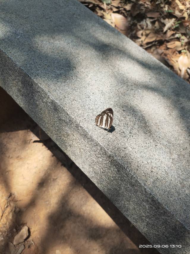 小环蛱蝶