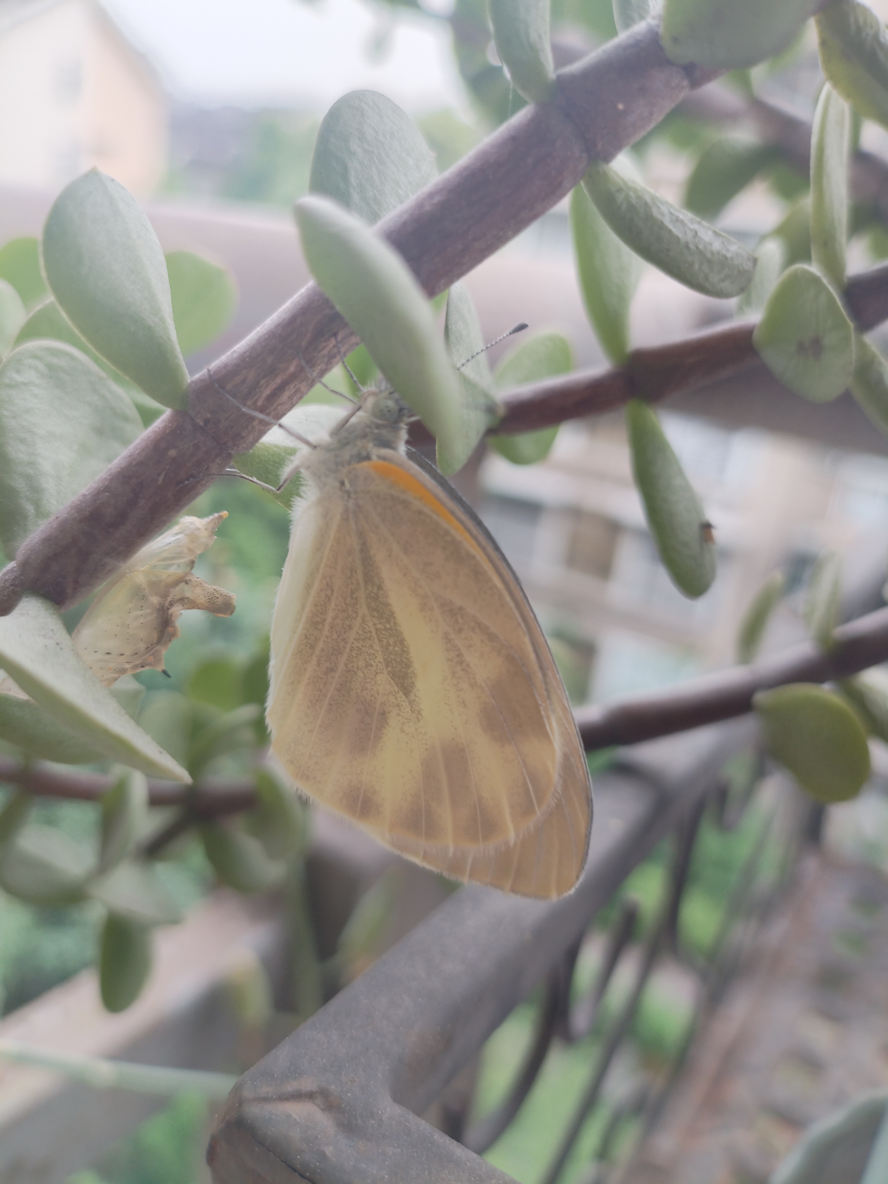 东方菜粉蝶
