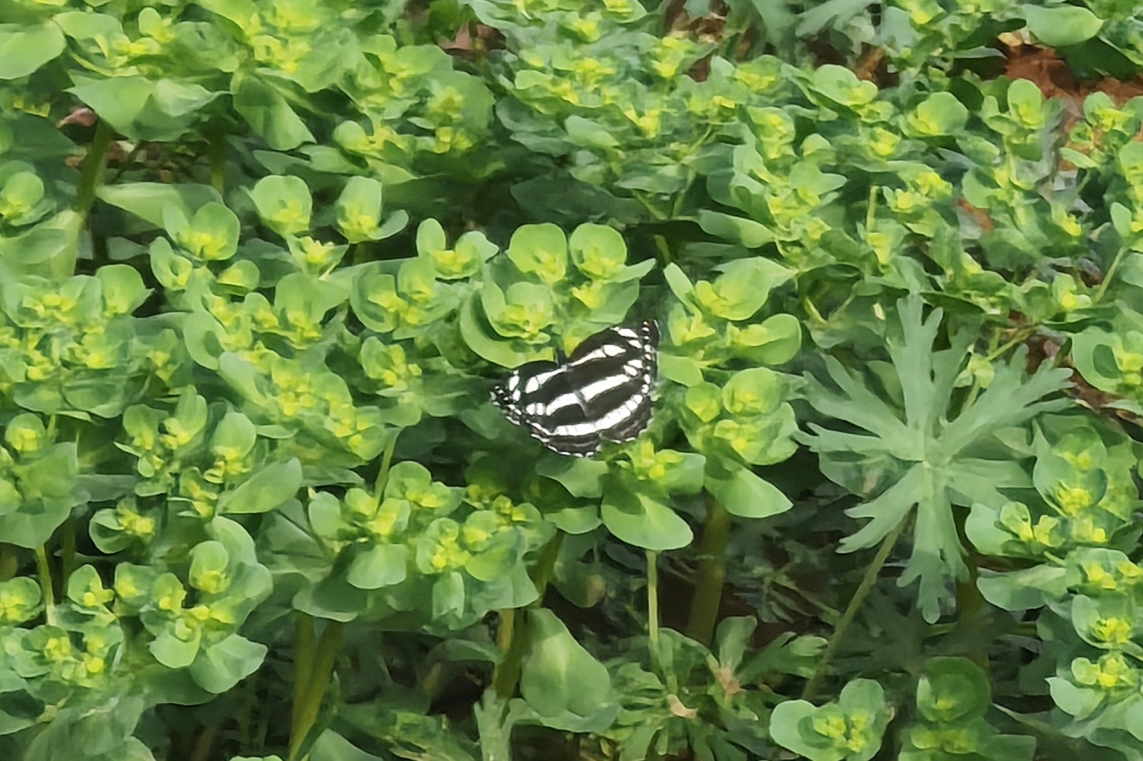 小环蛱蝶