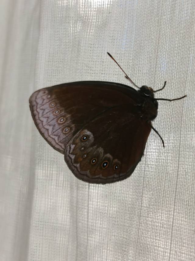蓝斑丽眼蝶