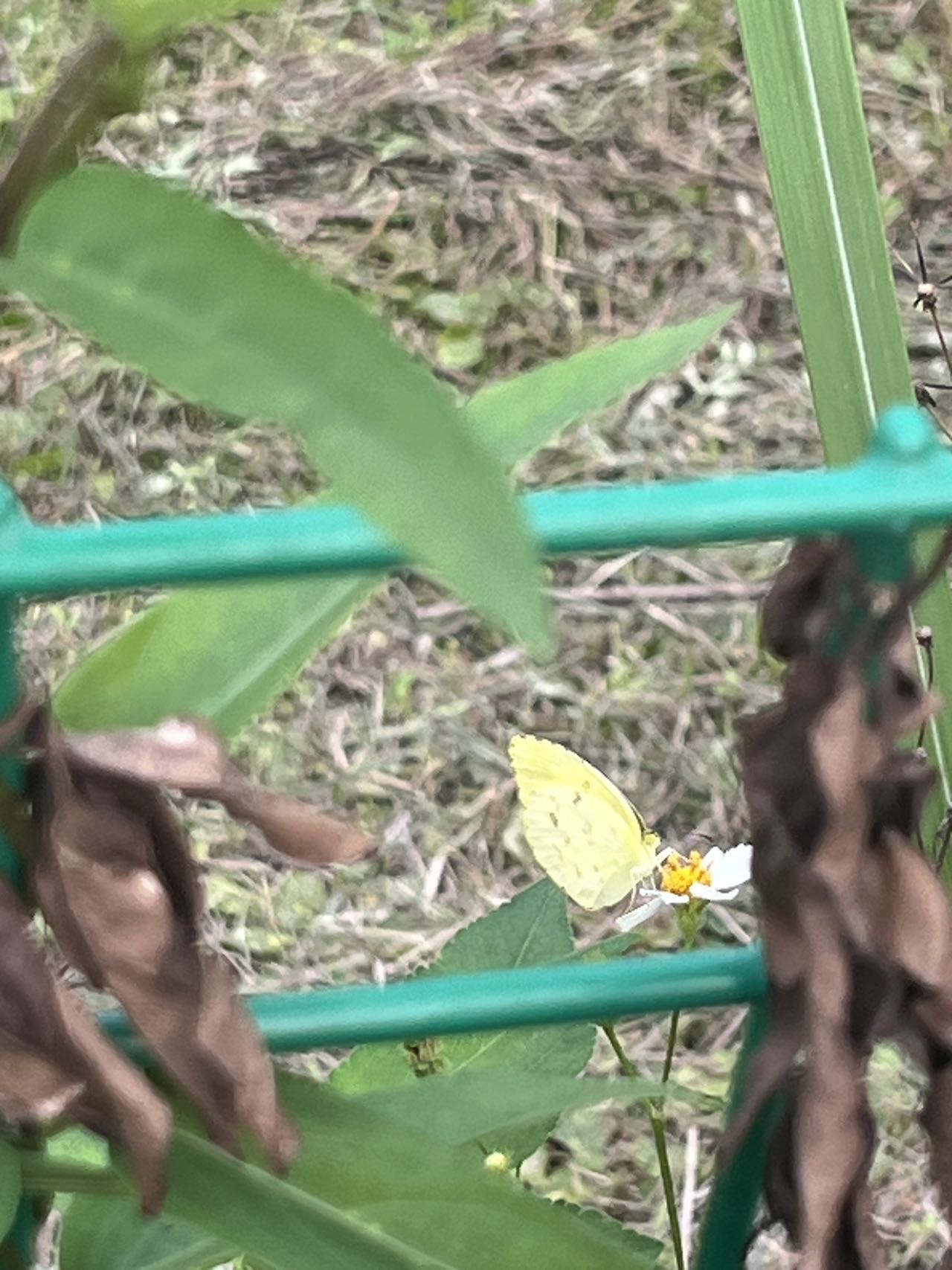 宽边黄粉蝶