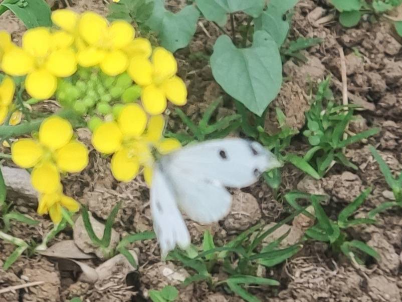 黄尖襟粉蝶