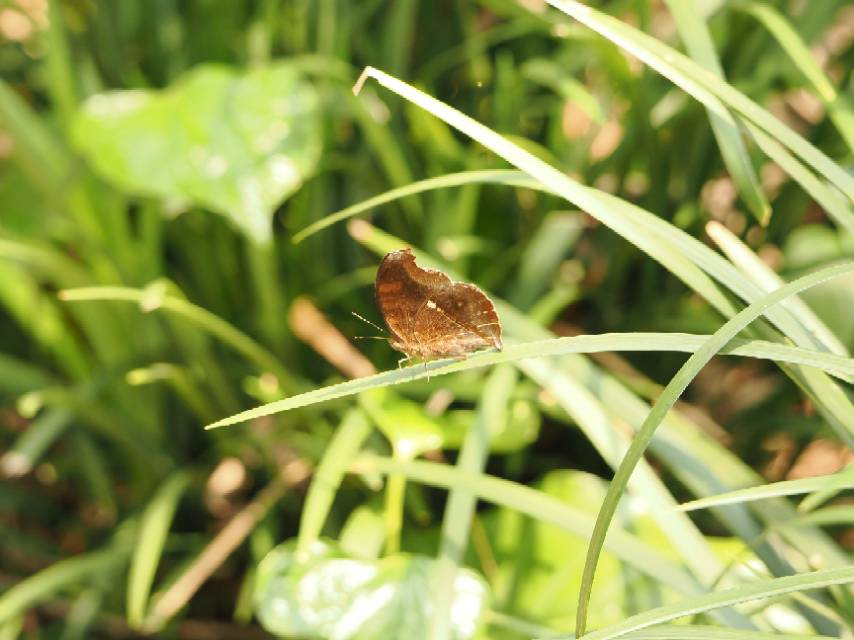 钩翅眼蛱蝶