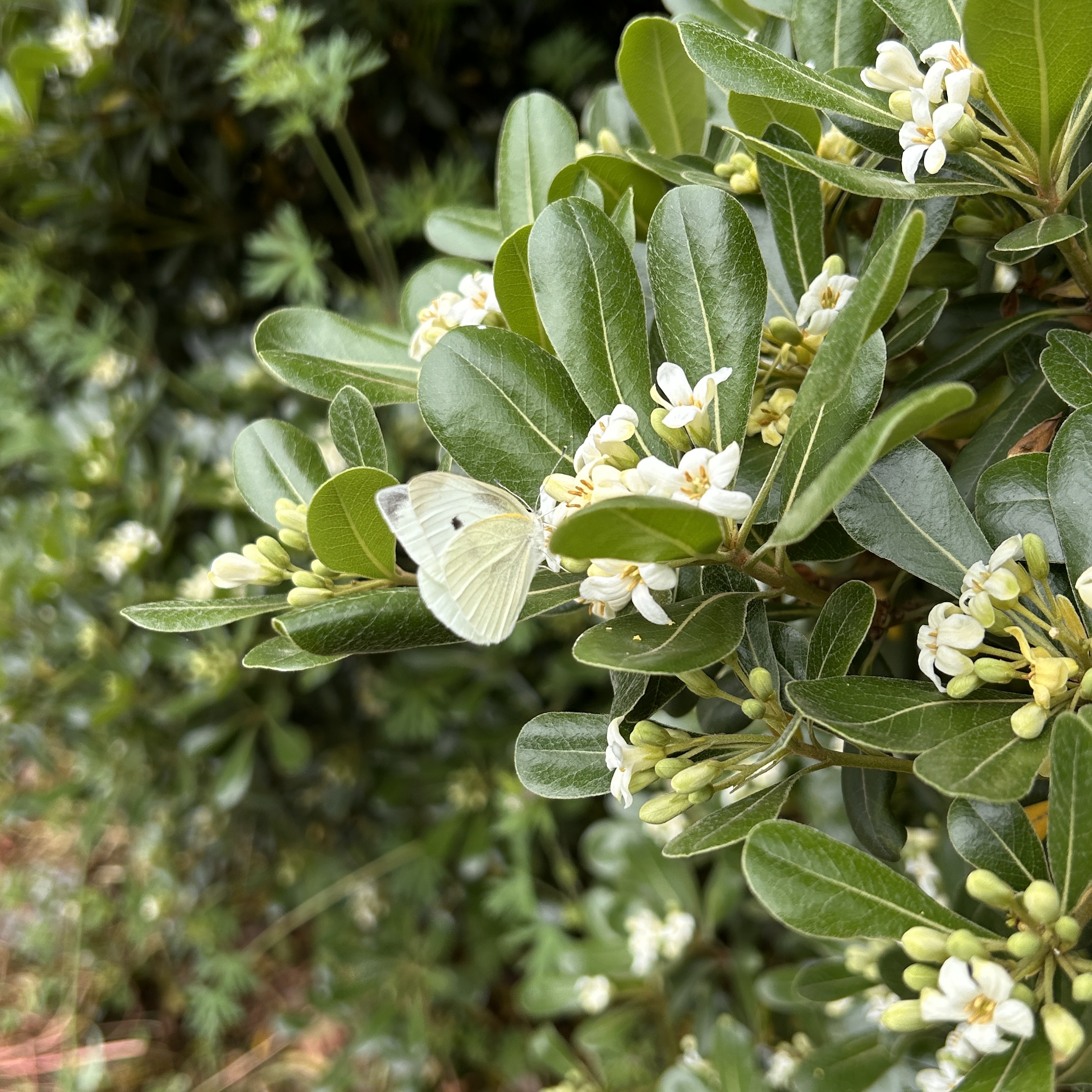 菜粉蝶
