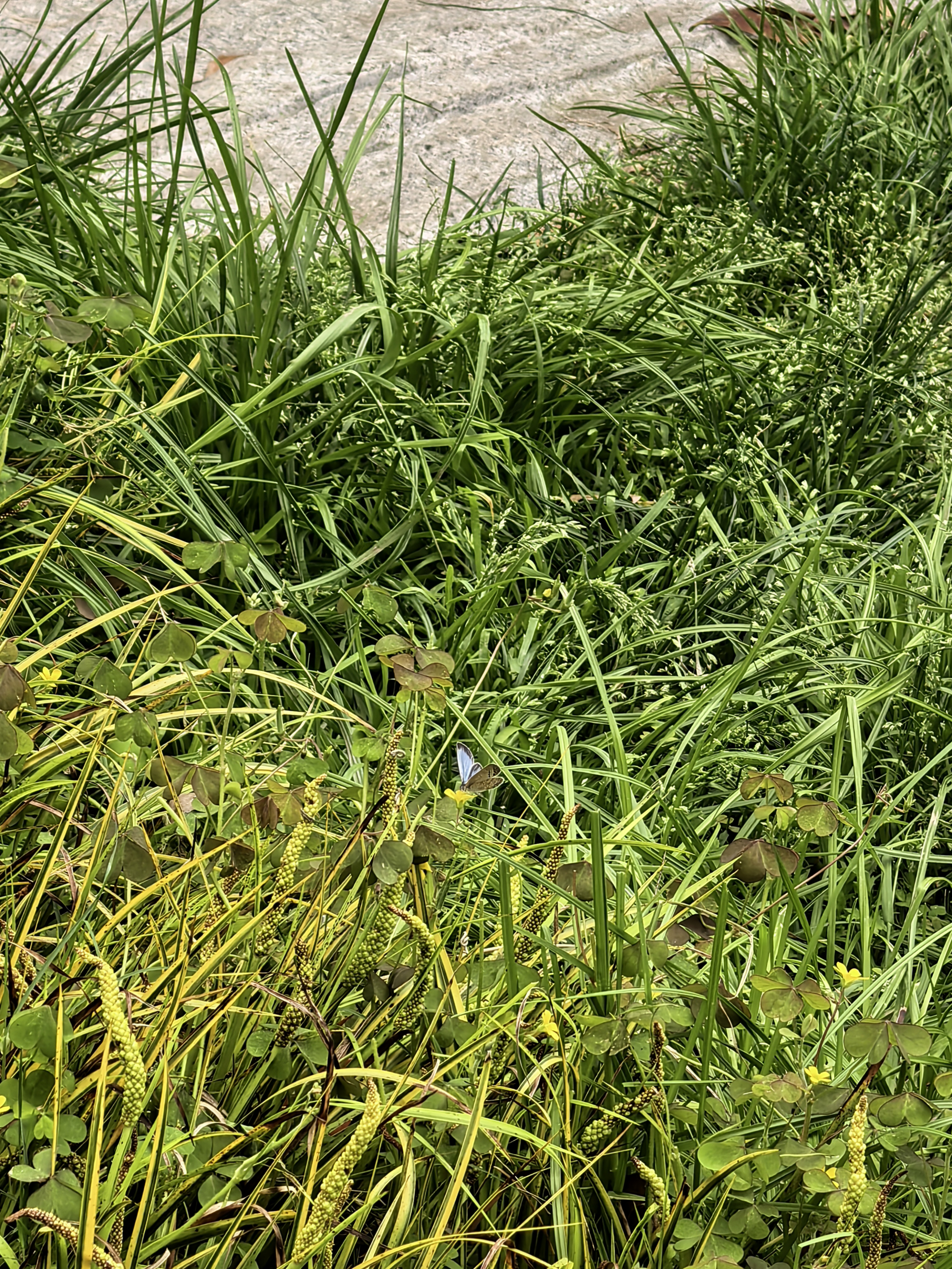 酢浆灰蝶