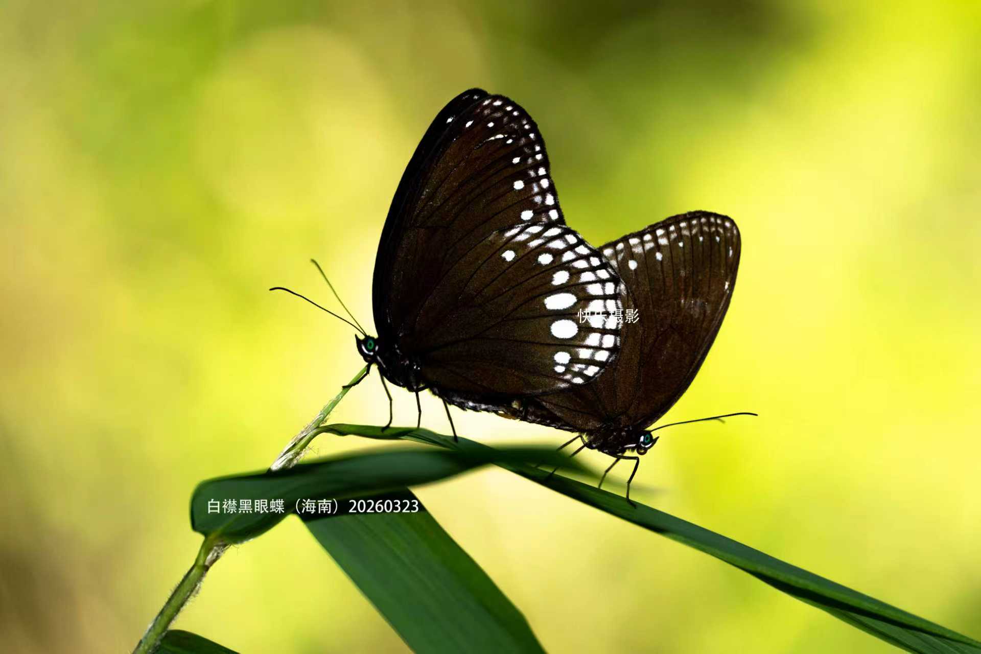 黑眼蝶