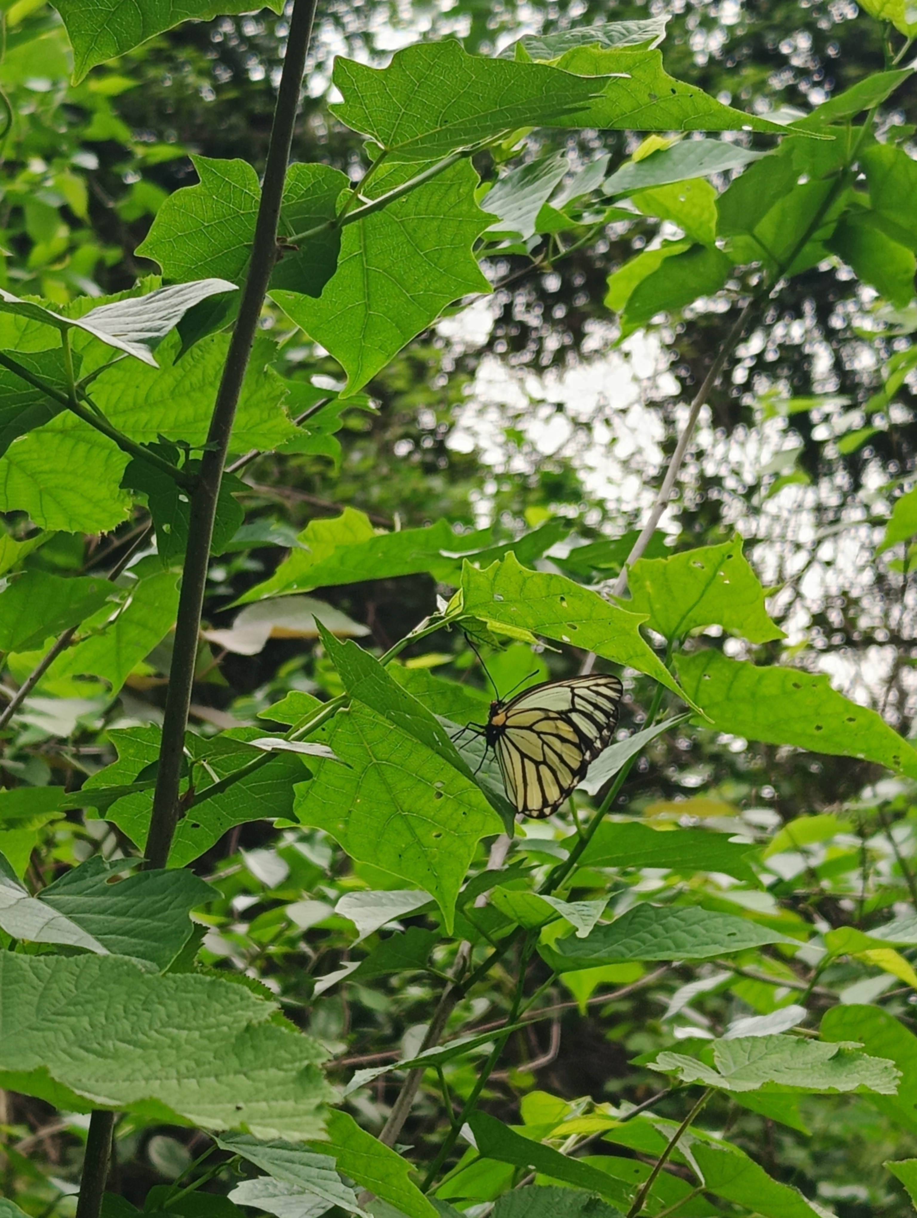 大翅绢粉蝶