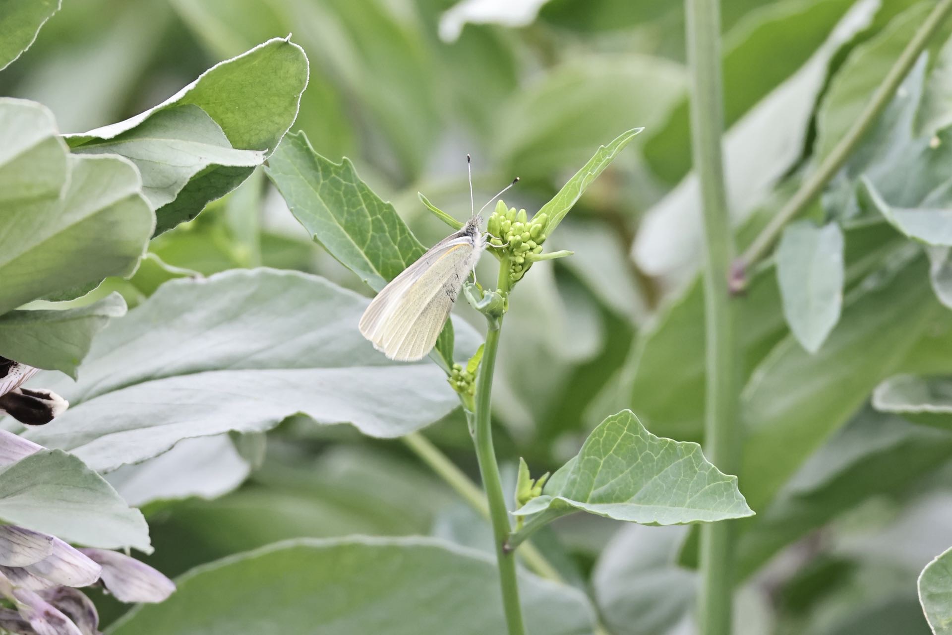 菜粉蝶