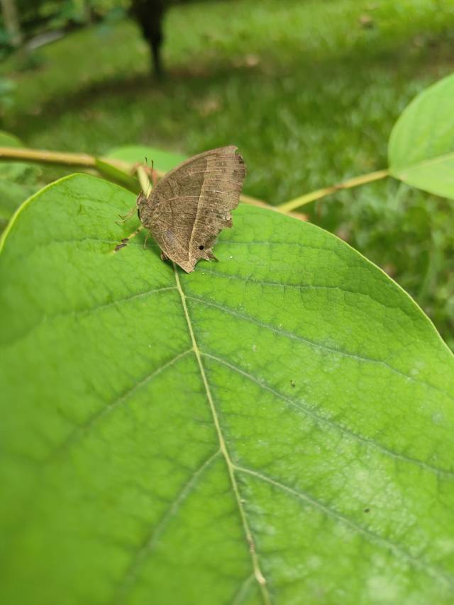 眉眼蝶属