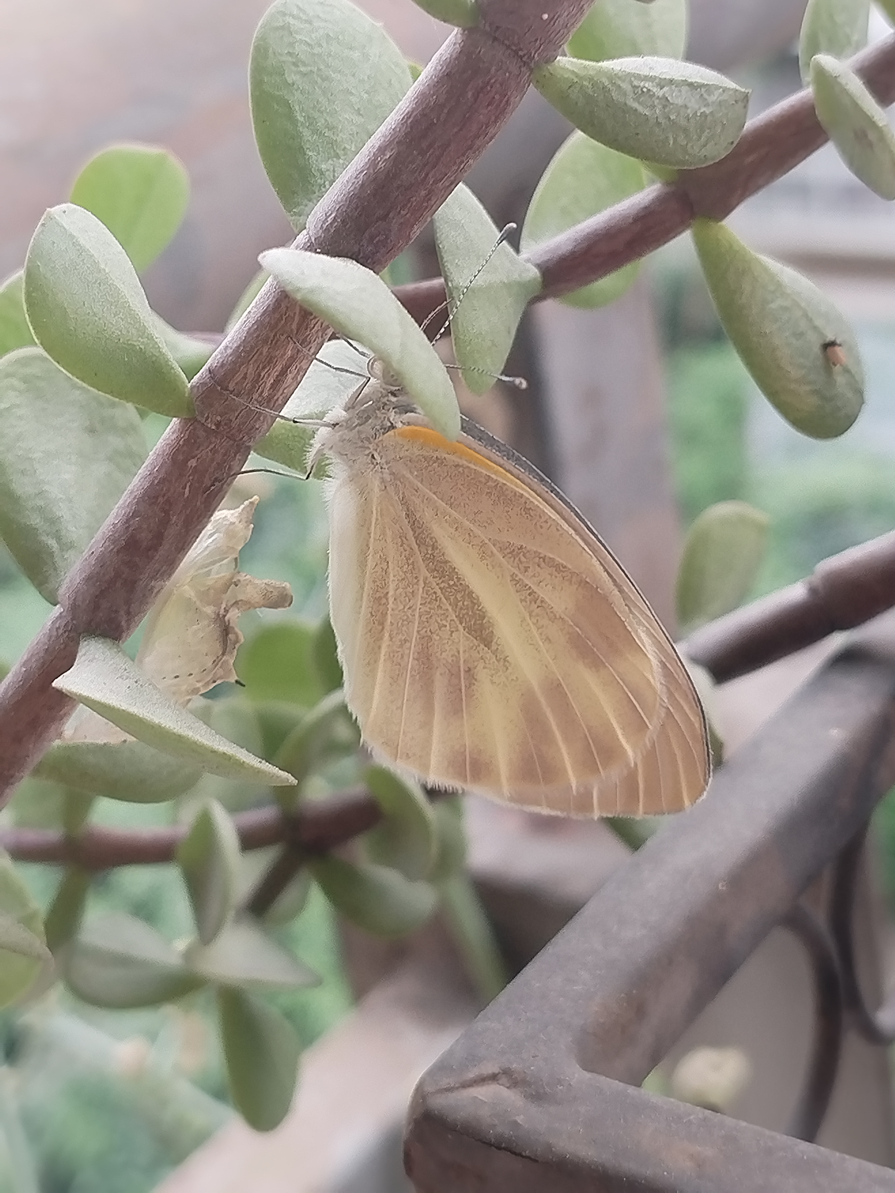 东方菜粉蝶