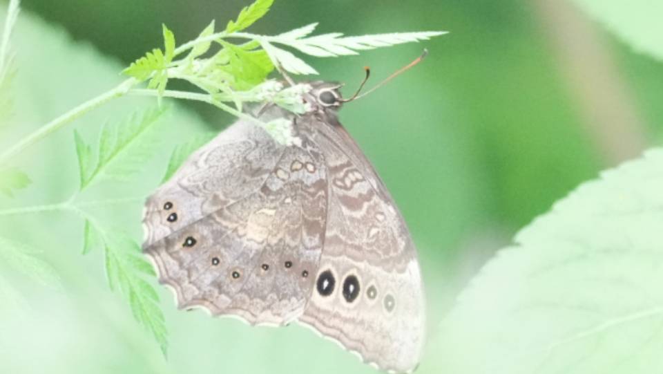 蒙链荫眼蝶