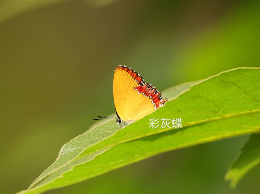 彩灰蝶
