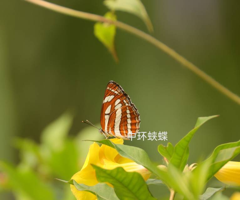 中环蛱蝶