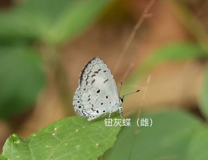 钮灰蝶