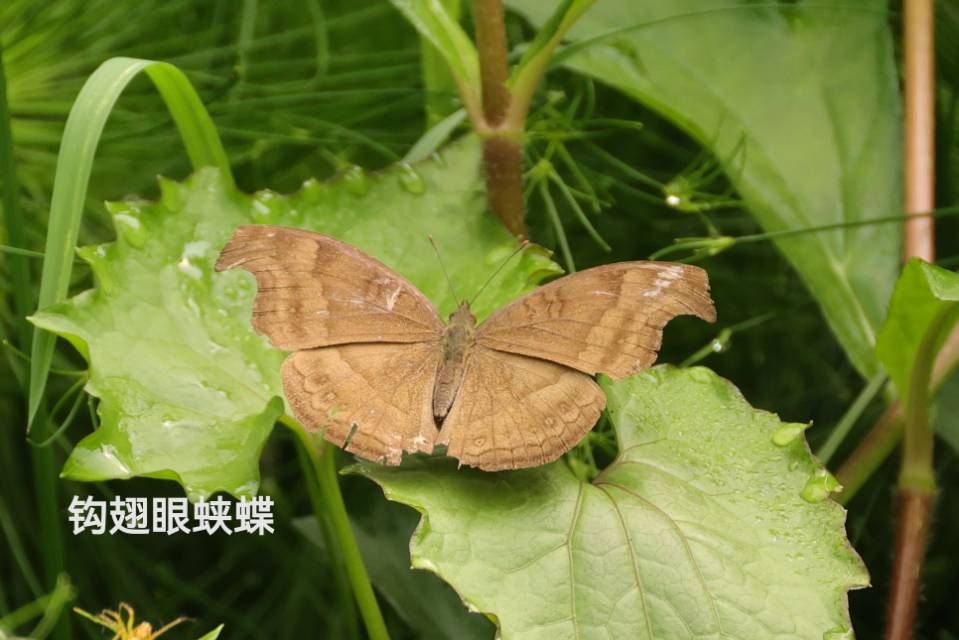 钩翅眼蛱蝶