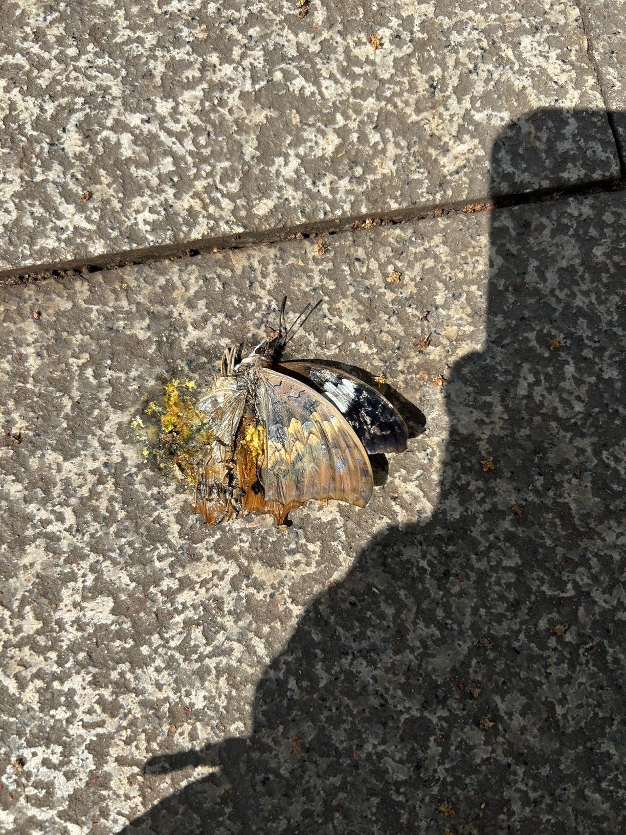 白带螯蛱蝶
