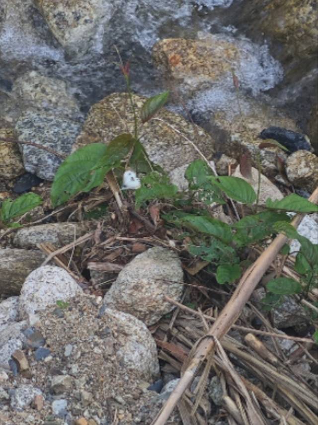 东方菜粉蝶