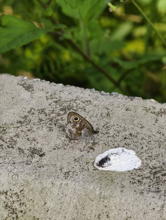 阿矍眼蝶