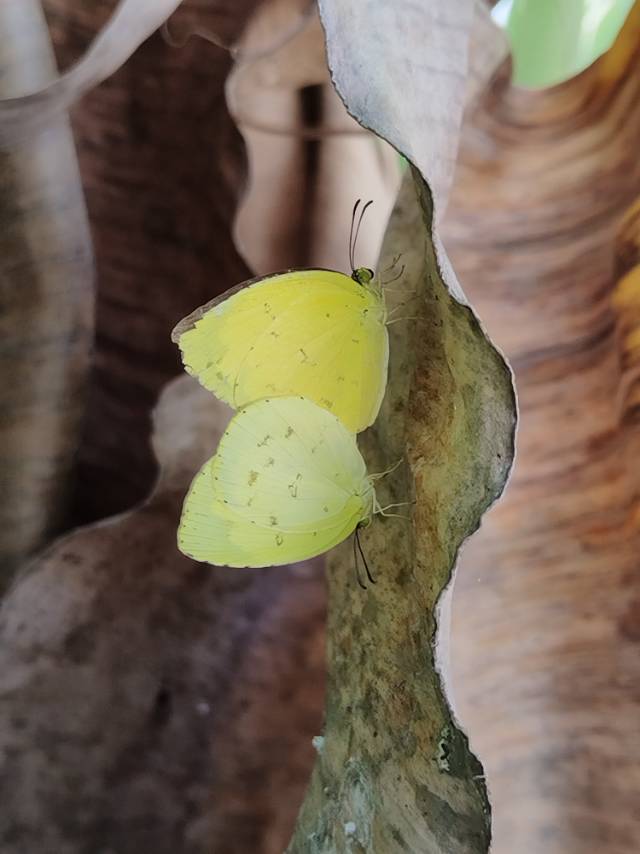 宽边黄粉蝶