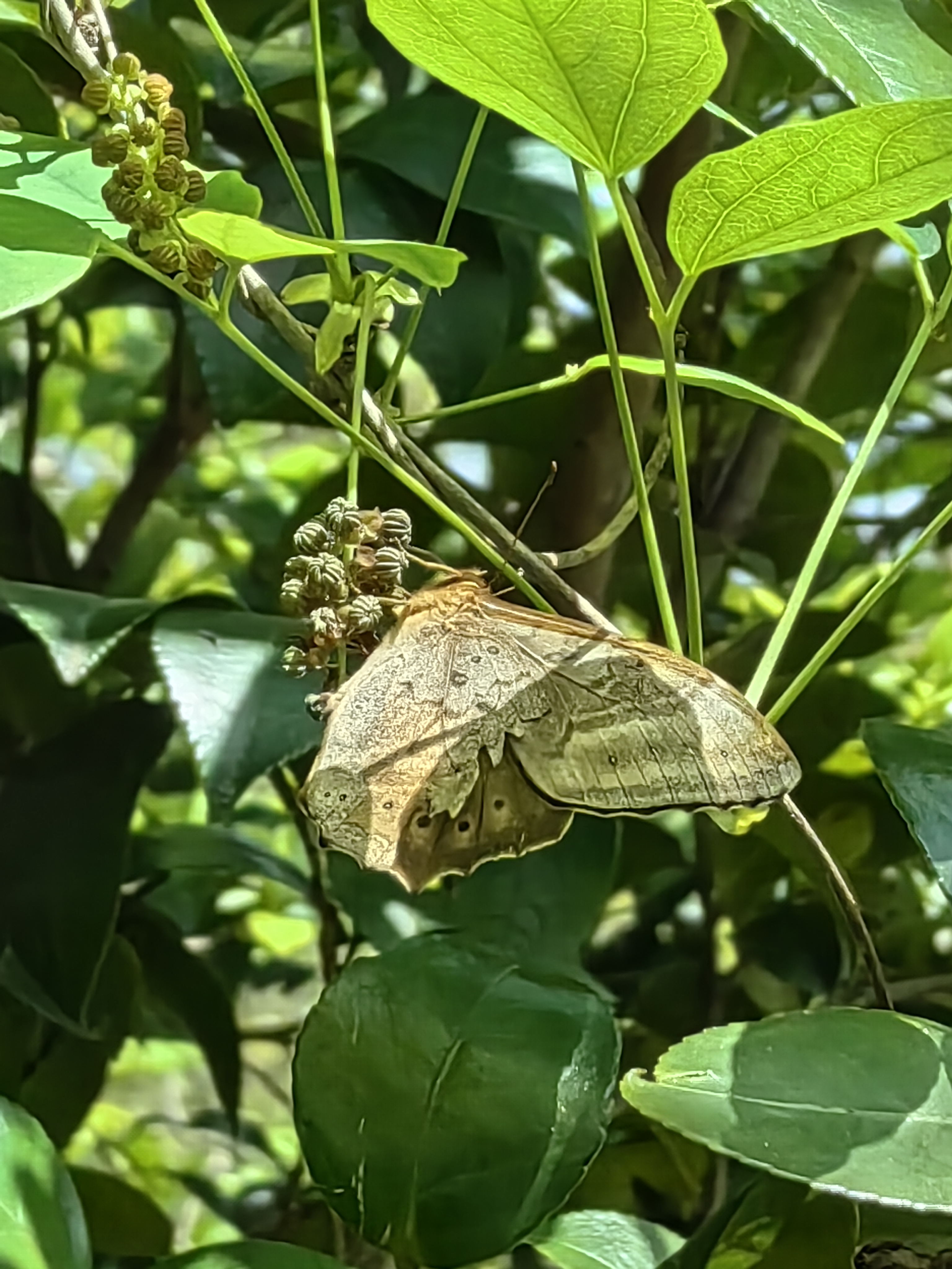黄荫眼蝶