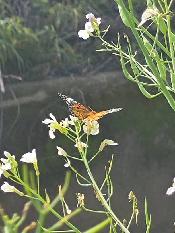 斐豹蛱蝶