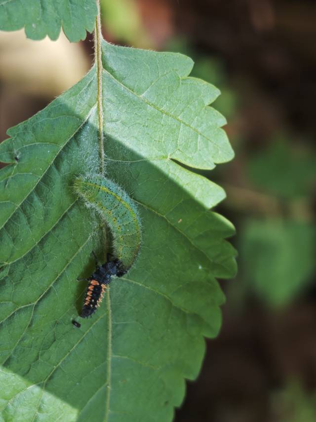 东方菜粉蝶