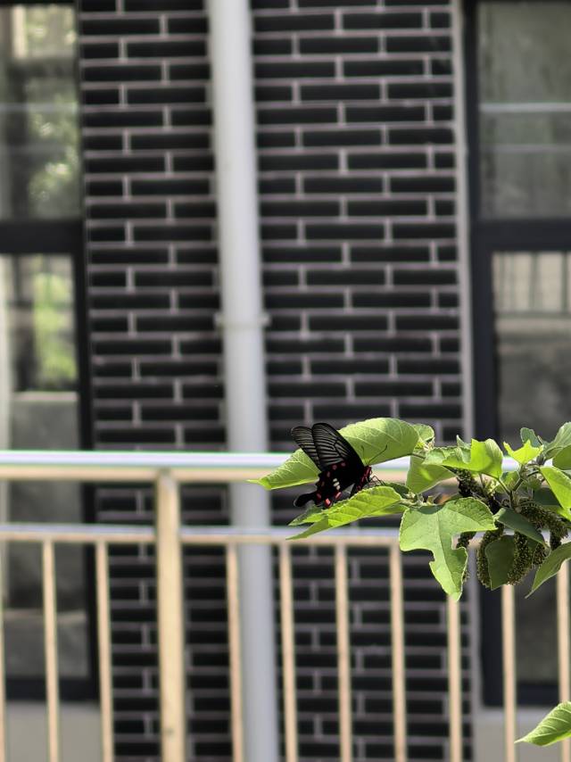 红珠凤蝶