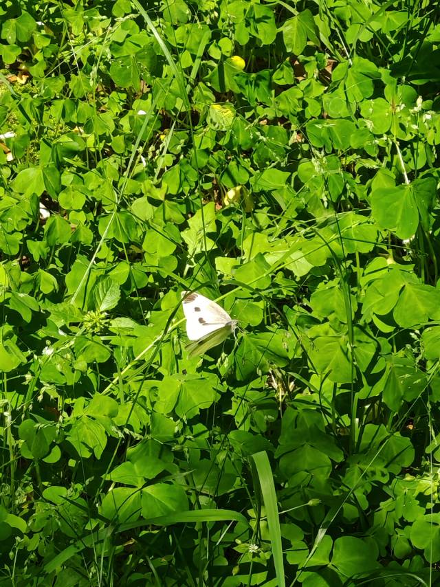 菜粉蝶