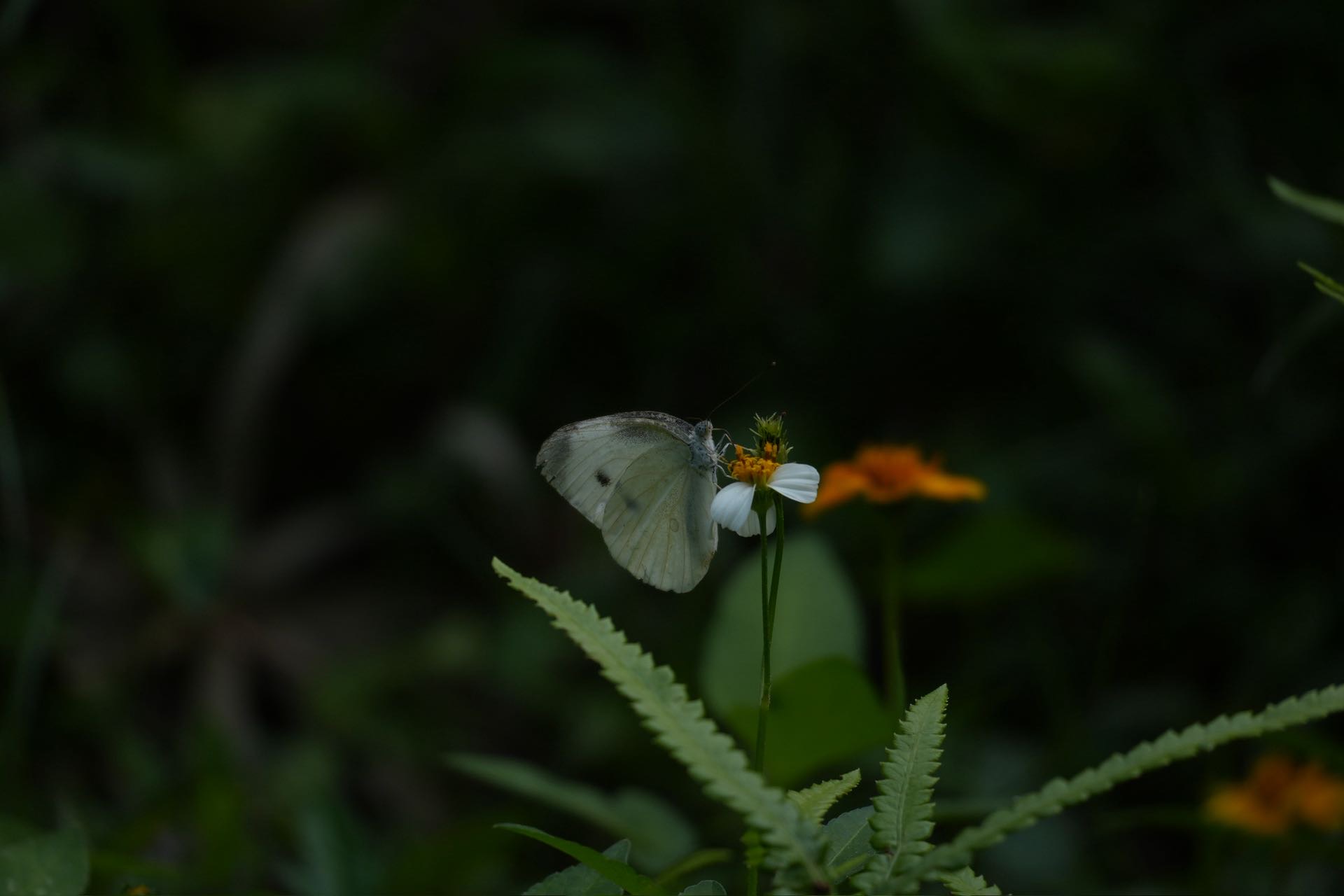 菜粉蝶