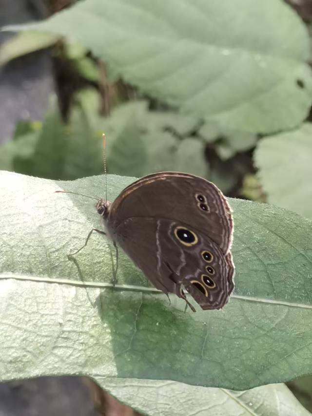 蛇神黛眼蝶