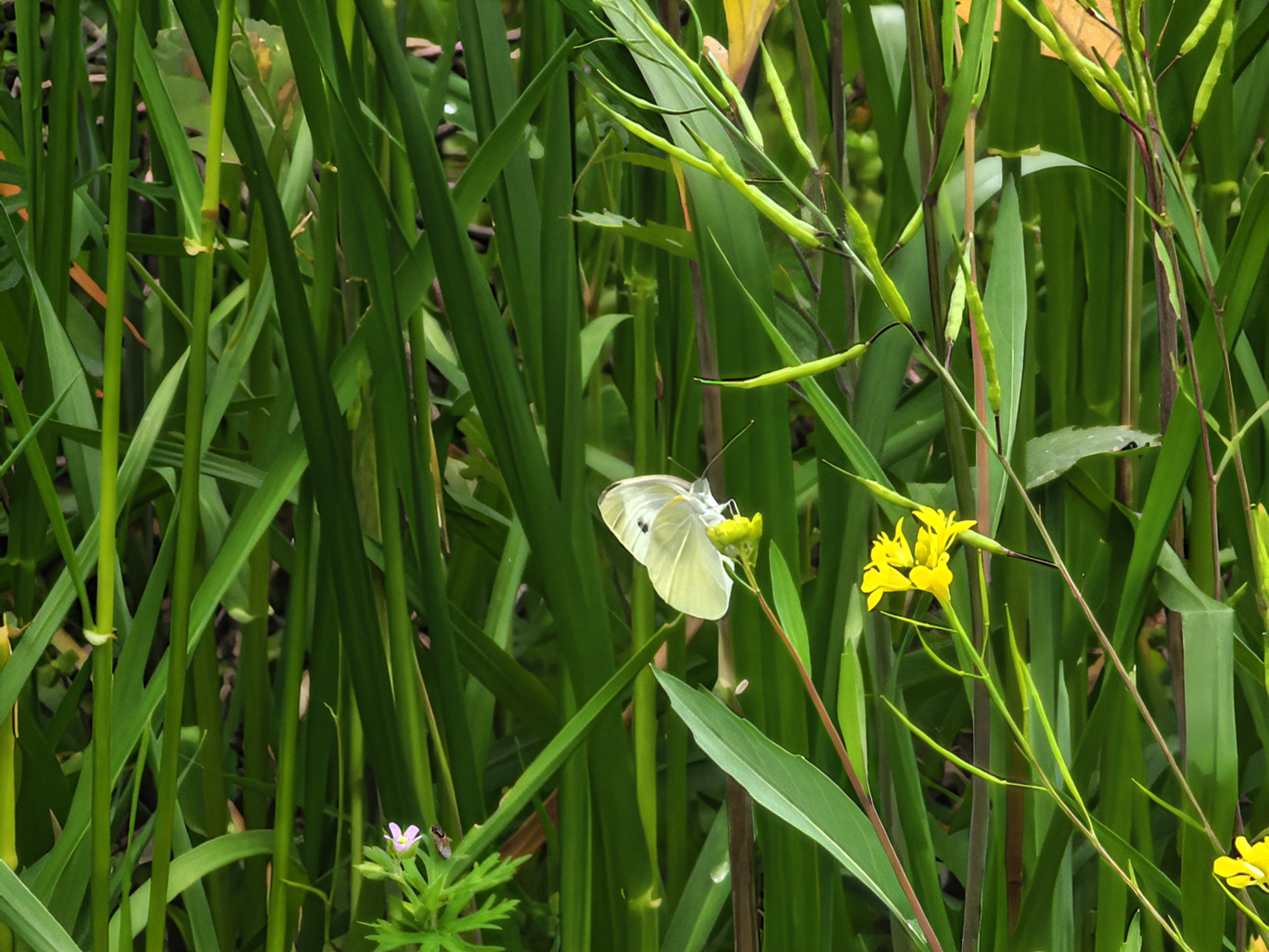 菜粉蝶