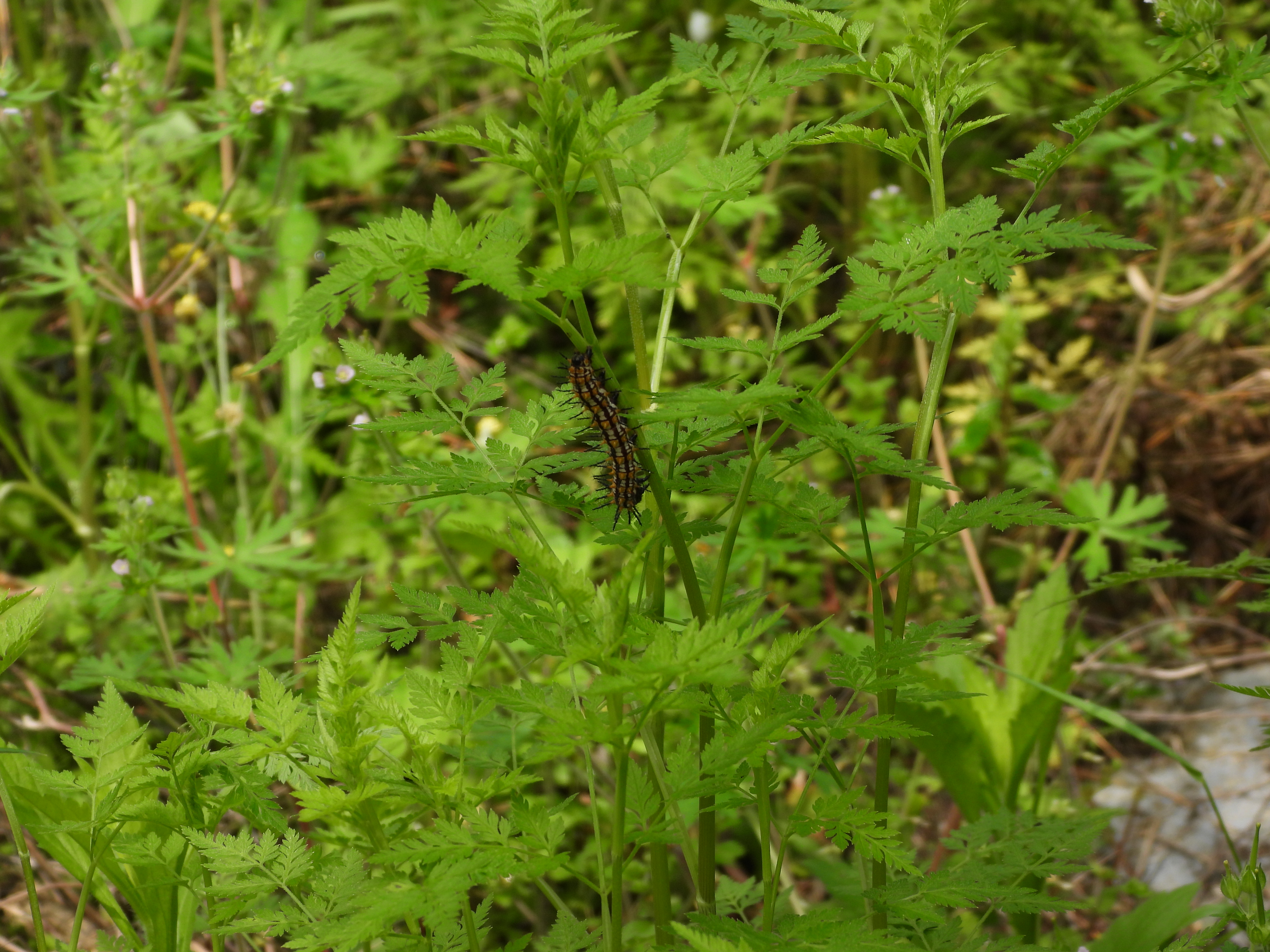 苎麻珍蝶
