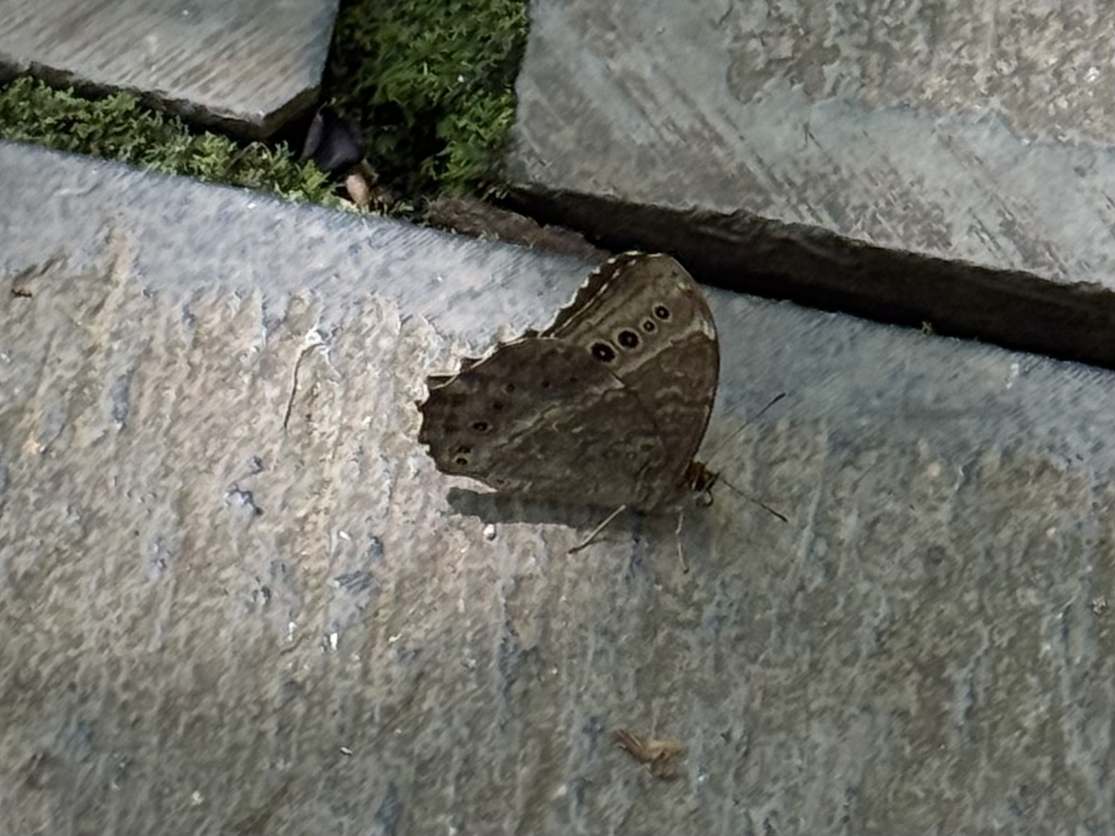 蒙链荫眼蝶